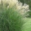 Maiden Grass - Miscanthus Sinensis 'Gracillimus' - 3 Gallon Pot -Garden Plant Seeds Miscanthus Gracillimus 10 500x750 3