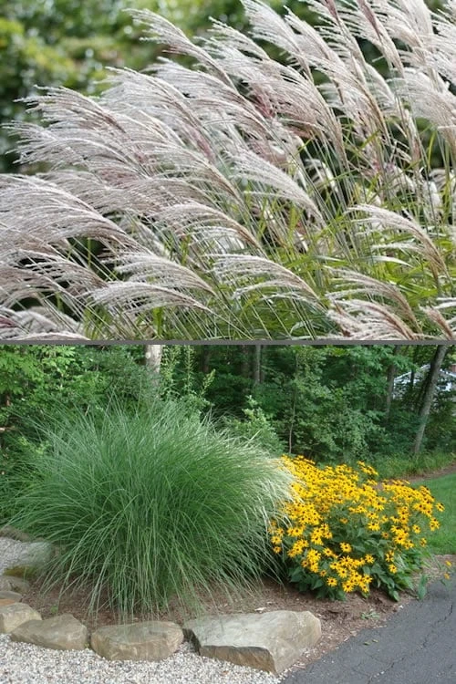 Maiden Grass - Miscanthus Sinensis 'Gracillimus' - 6 Pack Of 1 Gallon Pots 6 Maiden Grass - Miscanthus Sinensis 'Gracillimus' - 6 Pack Of 1 Gallon Pots - Image 4