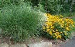 Maiden Grass - Miscanthus Sinensis 'Gracillimus' - 3 Gallon Pot -Garden Plant Seeds Miscanthus Gracillimus With Rudbeckia 2