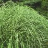 Little Zebra Grass - Miscanthus - 3 Gallon Pot -Garden Plant Seeds Miscanthus Little Zebra Rev 2 500x750 1