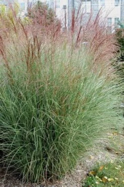Morning Light Maiden Grass - Miscanthus Sinensis - 1 Gallon Pot -Garden Plant Seeds Miscanthus Morning Light 1 2