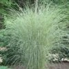Morning Light Maiden Grass - Miscanthus Sinensis - 1 Gallon Pot -Garden Plant Seeds Miscanthus Morning Light 2 2