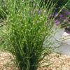 Porcupine Zebra Grass (Miscanthus Sinensis 'Strictus') - 3 Gallon Pot -Garden Plant Seeds Miscanthus Porcupine Grass 13