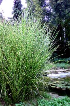 Porcupine Zebra Grass (Miscanthus Sinensis 'Strictus') - 3 Gallon Pot -Garden Plant Seeds Miscanthus Porcupine Grass 14