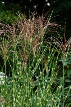 Porcupine Zebra Grass (Miscanthus Sinensis 'Strictus') - 3 Gallon Pot -Garden Plant Seeds Miscanthus Porcupine Grass 5