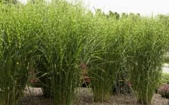Porcupine Zebra Grass (Miscanthus Sinensis 'Strictus') - 3 Gallon Pot -Garden Plant Seeds Miscanthus Porcupine Grass 8