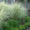 Variegated Maiden Grass - Miscanthus Sinensis 'Variegatus' - 6 Pack Of 1 Gallon Pots -Garden Plant Seeds Miscanthus Variegated 3