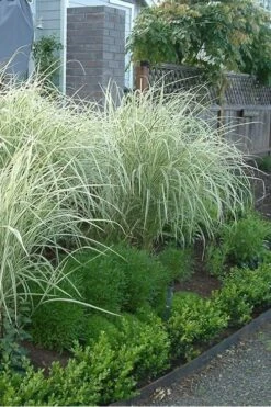 Variegated Maiden Grass - Miscanthus Sinensis 'Variegatus' - 1 Gallon Pot -Garden Plant Seeds Miscanthus Variegated 3 2