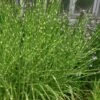 Zebra Grass - Miscanthus Sinensis 'Zebrinus' - 3 Gallon Pot -Garden Plant Seeds Miscanthus Zebra Grass 13