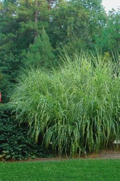 Zebra Grass - Miscanthus Sinensis 'Zebrinus' - 6 Pack Of 1 Gallon Pots -Garden Plant Seeds Miscanthus Zebra Grass 14 2
