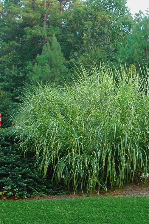Zebra Grass - Miscanthus Sinensis 'Zebrinus' - 3 Gallon Pot 7 Zebra Grass - Miscanthus Sinensis 'Zebrinus' - 3 Gallon Pot - Image 5