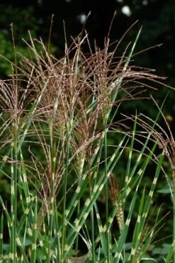 Zebra Grass - Miscanthus Sinensis 'Zebrinus' - 6 Pack Of 1 Gallon Pots -Garden Plant Seeds Miscanthus Zebra Grass 15 2