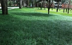 Tall Mondo Grass - 1 Gallon Pot -Garden Plant Seeds Mondo Grass 21