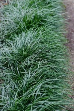 Tall Mondo Grass - 1 Gallon Pot -Garden Plant Seeds Mondo Grass Black 23