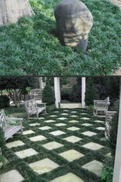 Dwarf Mondo Grass - 18 Count Flat Of Pint Pots 13 Dwarf Mondo Grass - 18 Count Flat Of Pint Pots -Garden Plant Seeds Mondo Grass Dwarf Rev 500x750 2