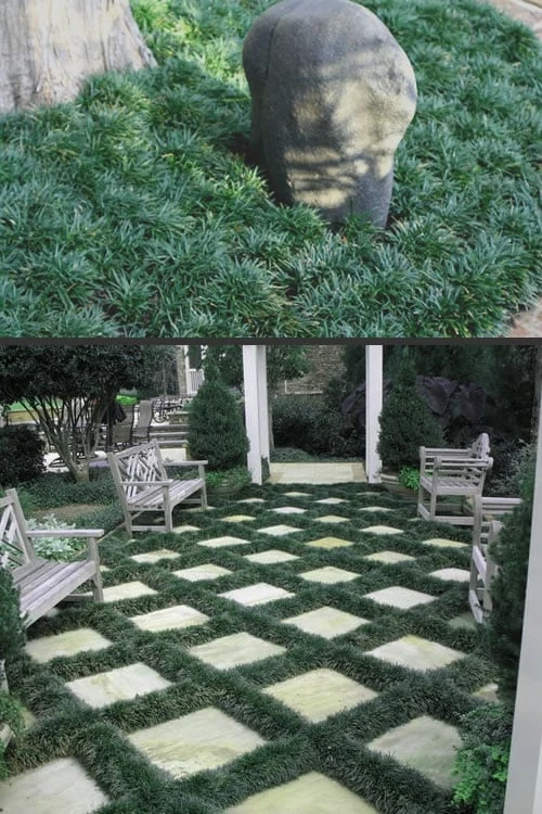 Dwarf Mondo Grass - 18 Count Flat Of Pint Pots 6 Dwarf Mondo Grass - 18 Count Flat Of Pint Pots - Image 4