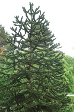Monkey Puzzle Tree - Araucaria Auracana - 3 Gallon Pot -Garden Plant Seeds Monkey Puzzle Tree 2