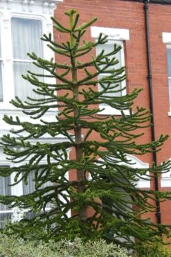 Monkey Puzzle Tree - Araucaria Auracana - 5 Gallon Pot -Garden Plant Seeds Monkey Puzzle Tree 3 1