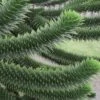 Monkey Puzzle Tree - Araucaria Auracana - 5 Gallon Pot -Garden Plant Seeds Monkey Puzzle Tree 4 1