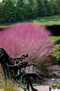 Pink Muhly Grass (Cotton Candy Grass) - 1 Gallon Pot (On Sale) -Garden Plant Seeds Muhly Grass Pink 200