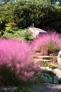 Pink Muhly Grass - Cotton Candy Grass - 3 Gallon Pot -Garden Plant Seeds Muhly Grass Pink 202 1