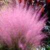 Pink Muhly Grass - Cotton Candy Grass - 1 Gallon Pot -Garden Plant Seeds Muhly Grass Pink 204 2