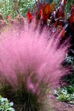 Pink Muhly Grass (Cotton Candy Grass) - 1 Gallon Pot (On Sale) -Garden Plant Seeds Muhly Grass Pink 204