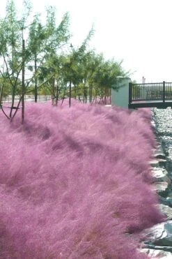 Pink Muhly Grass - Cotton Candy Grass - 1 Gallon Pot -Garden Plant Seeds Muhly Grass Pink 77 2