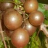 Carlos Bronze Muscadine Grape Vine - 6 Pack Of 1 Gallon Pots 1 Carlos Bronze Muscadine Grape Vine - 6 Pack Of 1 Gallon Pots -Garden Plant Seeds Muscadine Carlos 1