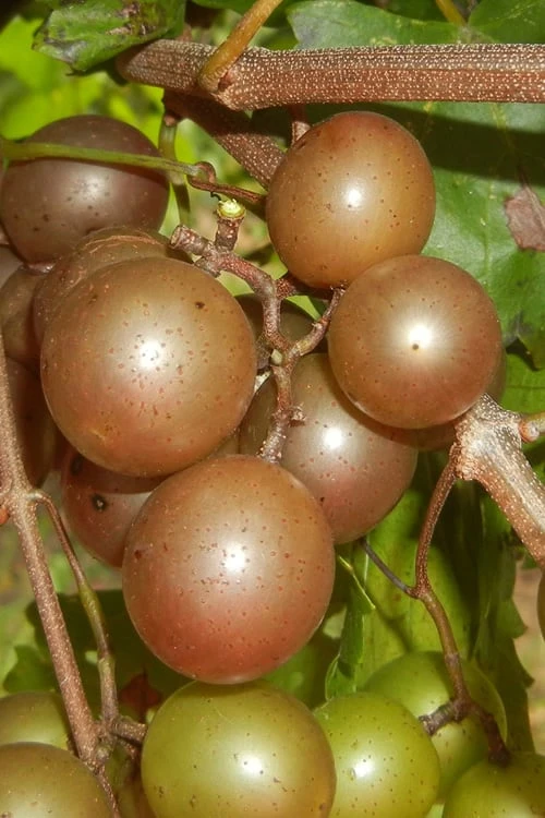 Carlos Bronze Muscadine Grape Vine - 6 Pack Of 1 Gallon Pots 3 Carlos Bronze Muscadine Grape Vine - 6 Pack Of 1 Gallon Pots