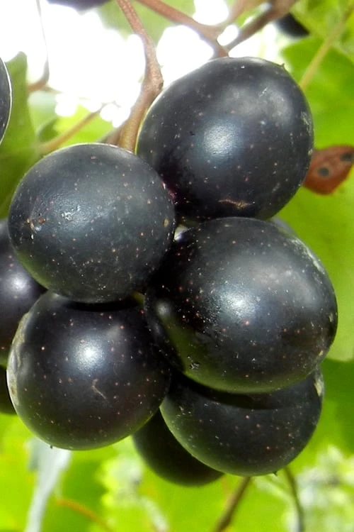 Cowart Black Muscadine Grape Vine - 6 Pack Of 1 Gallon Pots 2 Cowart Black Muscadine Grape Vine - 6 Pack Of 1 Gallon Pots