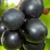 Cowart Black Muscadine Grape Vine - 1 Gallon Pot -Garden Plant Seeds Muscadine Cowart 1