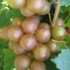 Fry Bronze Muscadine Grape Vine - 1 Gallon Pot -Garden Plant Seeds Muscadine Fry 1