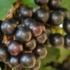 Noble Muscadine Grape Vine (Self Fertile) - 1 Gallon Pot -Garden Plant Seeds Muscadine Noble 500x750 1