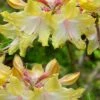 Clear Creek Aromi Azalea (Rhododendron) - 1 Gallon Pot -Garden Plant Seeds Native Azalea Clear Creek Aromi 20