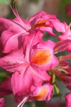 Country Cousin Pink Aromi Azalea (Rhododendron Hybrid) - 3 Gallon Pot 7 Country Cousin Pink Aromi Azalea (Rhododendron Hybrid) - 3 Gallon Pot -Garden Plant Seeds Native Azalea Country Cousin 3