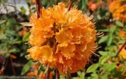 Dons Variegated Native Azalea - Rhododendron - 3 Gallon Pot 11 Dons Variegated Native Azalea - Rhododendron - 3 Gallon Pot -Garden Plant Seeds Native Azalea Dons Variegated 10 1