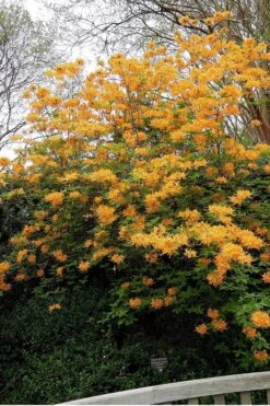 Escatawpa Florida Flame Native Azalea (Rhododendron Austrinum) - 3 Gallon Pot -Garden Plant Seeds Native Azalea Escatawpa 3