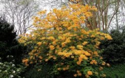 Escatawpa Florida Flame Native Azalea (Rhododendron Austrinum) - 3 Gallon Pot -Garden Plant Seeds Native Azalea Escatawpa 4