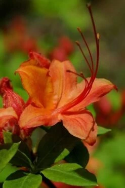 Flame Azalea (Rhododendron Calendulaceum) - 3 Gallon Pot -Garden Plant Seeds Native Azalea Flame 1