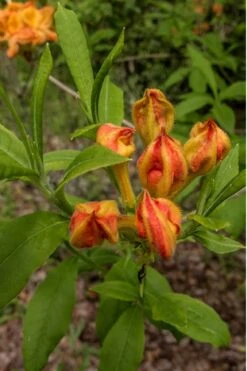 Flame Azalea (Rhododendron Calendulaceum) - 3 Gallon Pot -Garden Plant Seeds Native Azalea Flame 14