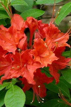 Flame Azalea (Rhododendron Calendulaceum) - 3 Gallon Pot -Garden Plant Seeds Native Azalea Flame 16