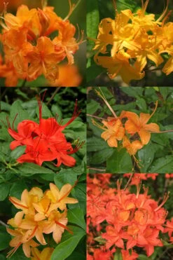Flame Azalea (Rhododendron Calendulaceum) - 3 Gallon Pot -Garden Plant Seeds Native Azalea Flame 17