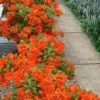 Flame Azalea (Rhododendron Calendulaceum) - 3 Gallon Pot 2 Flame Azalea (Rhododendron Calendulaceum) - 3 Gallon Pot -Garden Plant Seeds Native Azalea Flame 20
