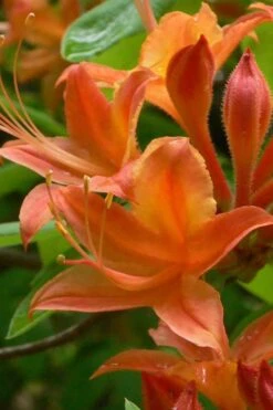 Flame Azalea (Rhododendron Calendulaceum) - 3 Gallon Pot -Garden Plant Seeds Native Azalea Flame 4
