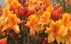 Four Kings Aromi Azalea (Rhododendron Hybrid) - 1 Gallon Pot -Garden Plant Seeds Native Azalea Four Kings 6