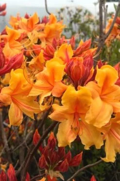 Four Kings Aromi Azalea (Rhododendron Hybrid) - 1 Gallon Pot -Garden Plant Seeds Native Azalea Four Kings 8