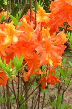 Frontier Gold Aromi Azalea (Rhododendron Hybrid) - 3 Gallon Pot -Garden Plant Seeds Native Azalea Frontier Gold 2 1