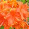 Frontier Gold Aromi Azalea (Rhododendron Hybrid) - 1 Gallon Pot 2 Frontier Gold Aromi Azalea (Rhododendron Hybrid) - 1 Gallon Pot -Garden Plant Seeds Native Azalea Frontier Gold 3