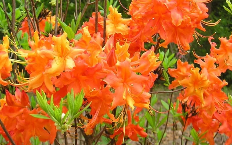 Frontier Gold Aromi Azalea (Rhododendron Hybrid) - 1 Gallon Pot 6 Frontier Gold Aromi Azalea (Rhododendron Hybrid) - 1 Gallon Pot - Image 4